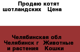 Продаю котят шотландских › Цена ­ 2 000 - Челябинская обл., Челябинск г. Животные и растения » Кошки   